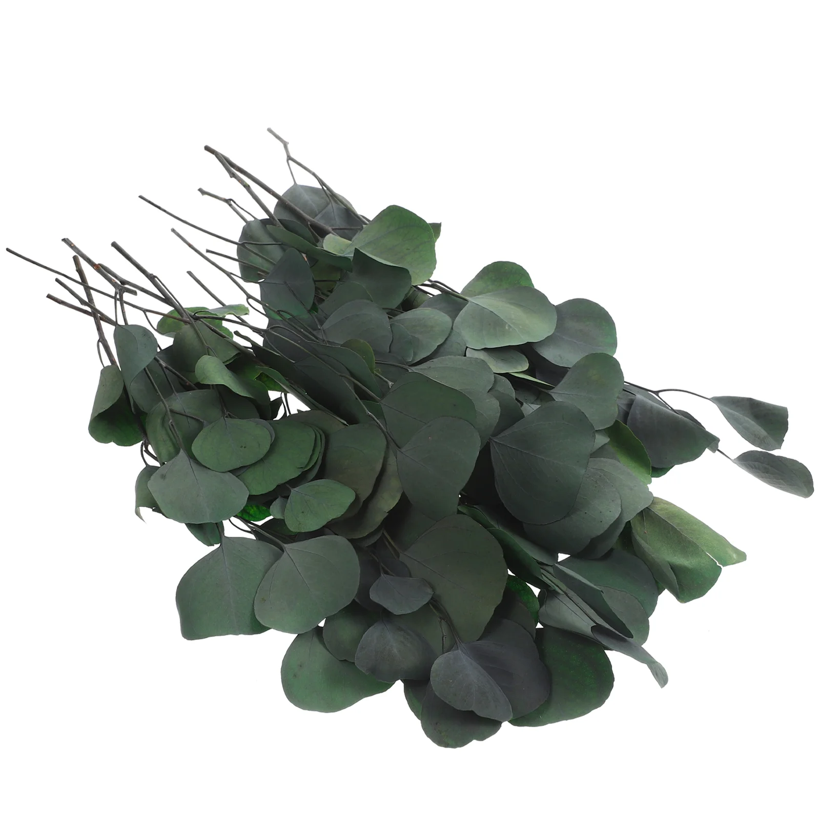 

Preserving Dried Eucalyptus Stems Leaves Real Fake Tall Preserved Flower Bundle
