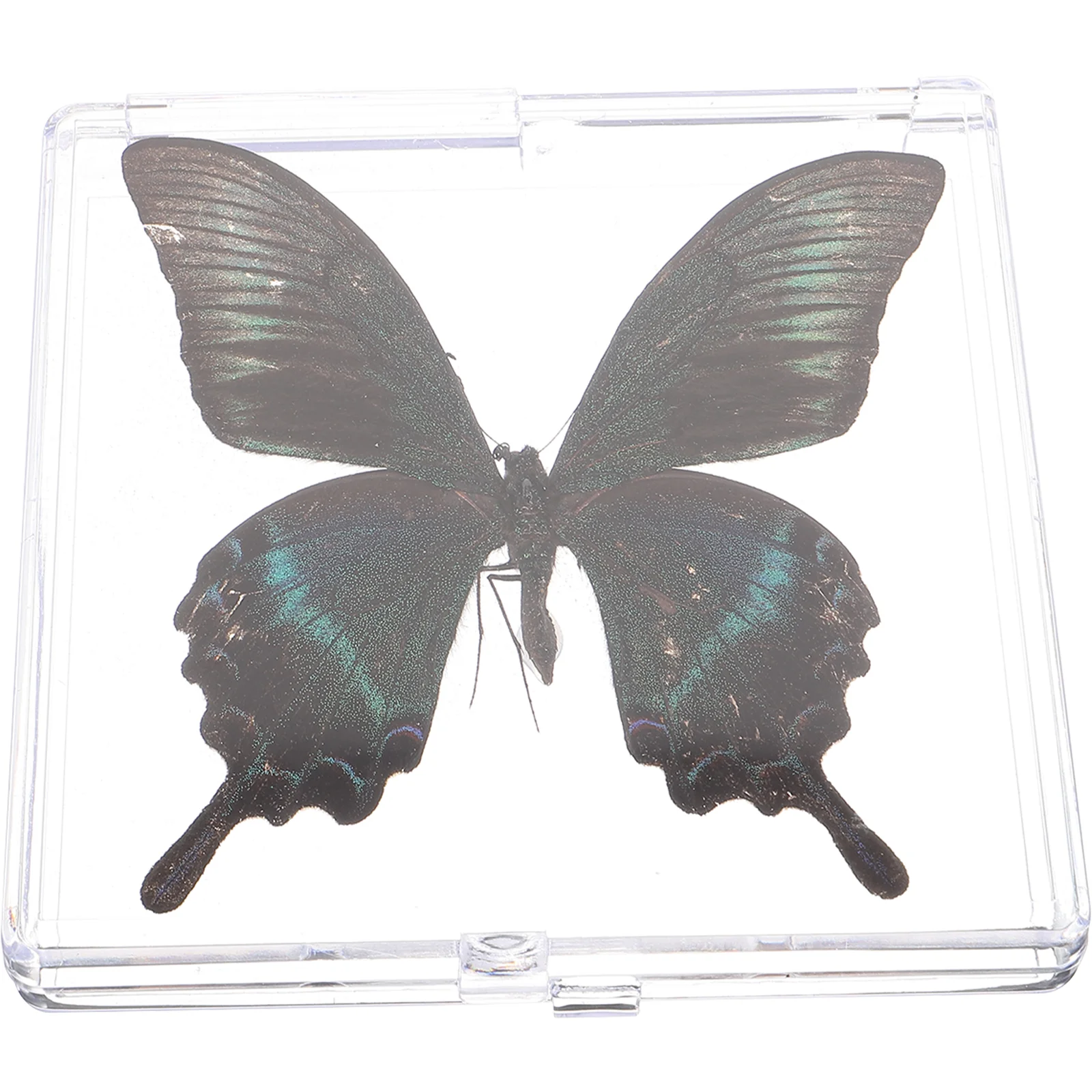 

Collected Butterfly Specimen Display Specimen Educational Butterfly Display Specimen