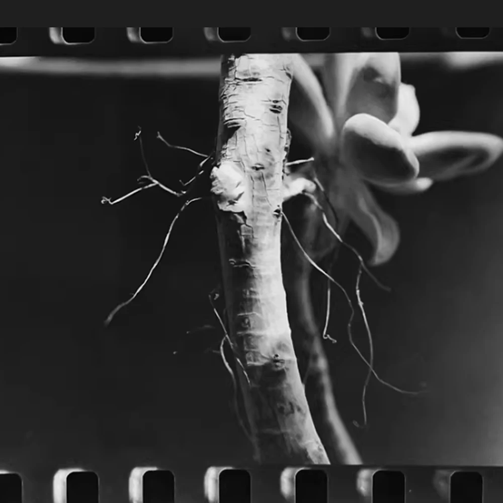 Высококачественная черно-белая пленка LUCKY SHD400 135 мм