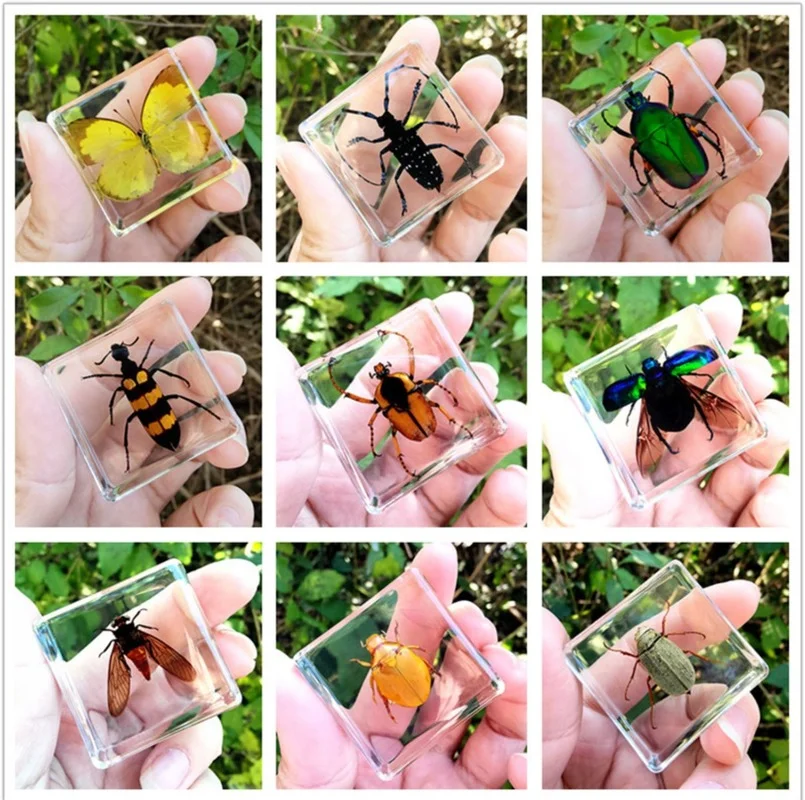 

Natural insect specimen resin marine animal specimen real insect kindergarten cognitive teaching equipment hobby Collection Gift
