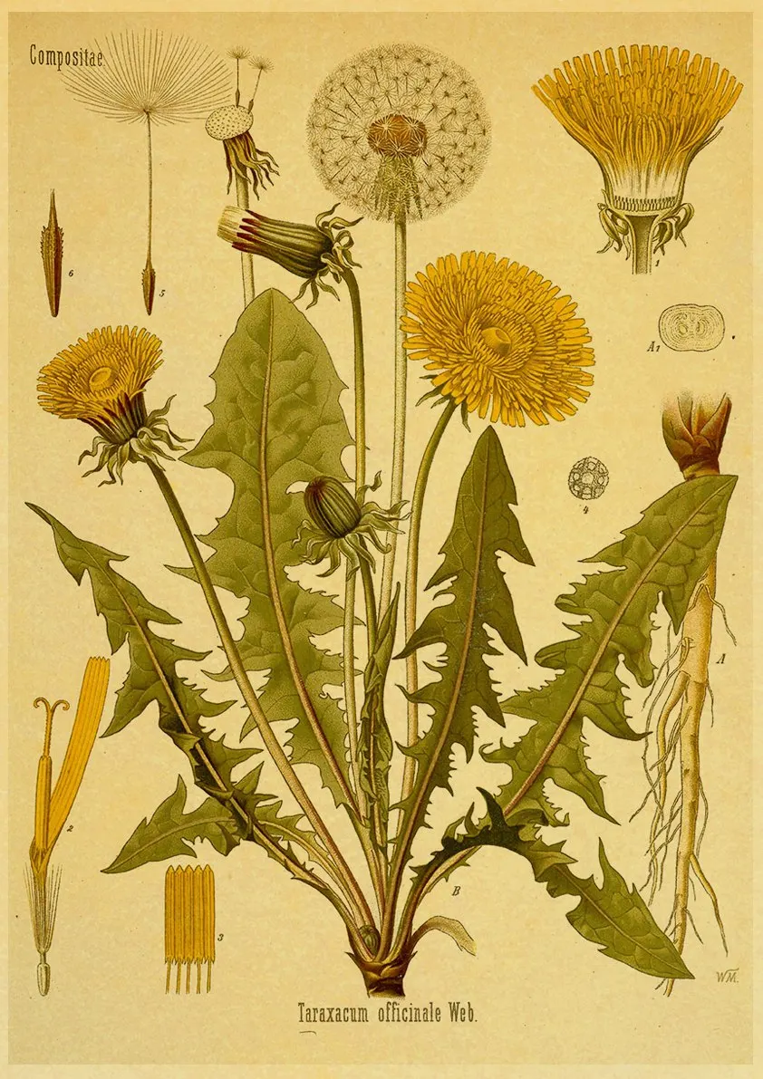 

Плакат "Растения и травы", Snapseed