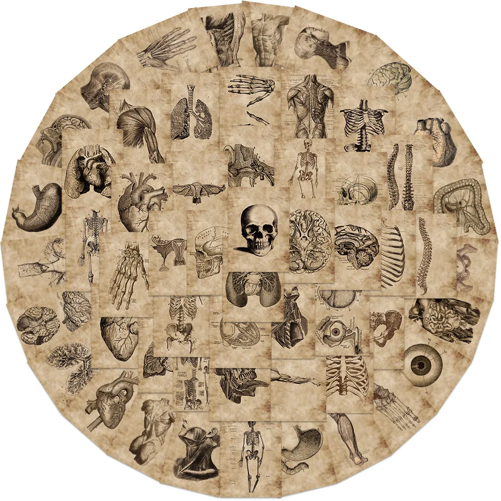 

10/56PCS Retro Anatomy and Physiology Body Structure Stickers Decals DIY Notebook Phone Luggage Guitar Bike Cool Sticker Gift