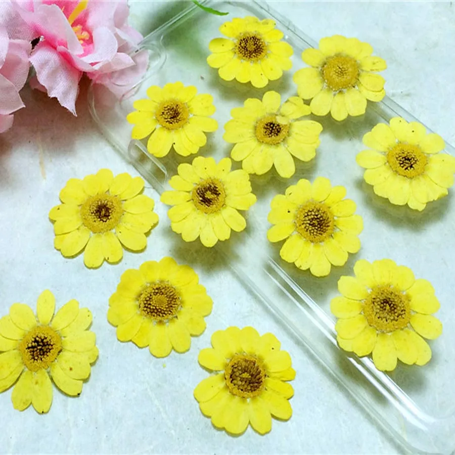 

60pcs 25-35mm Pressed Dried Yellow Chrysanthemum Multicaule Flower Plant Herbarium For Jewelry Postcard Bookmark Phone Case DIY