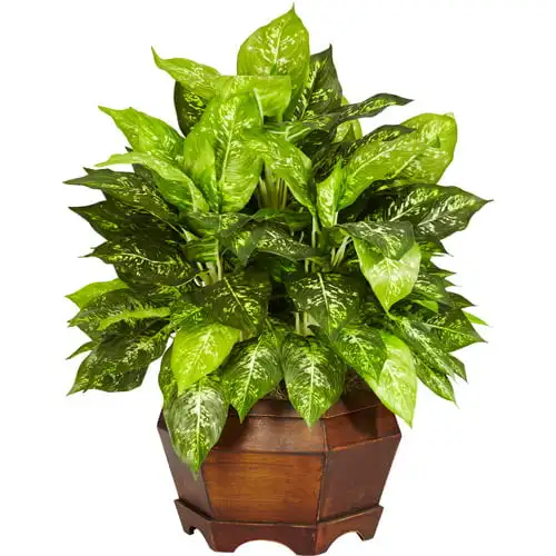 

Plastic 24" Variegated Dieffenbachia Artificial Plant, Green