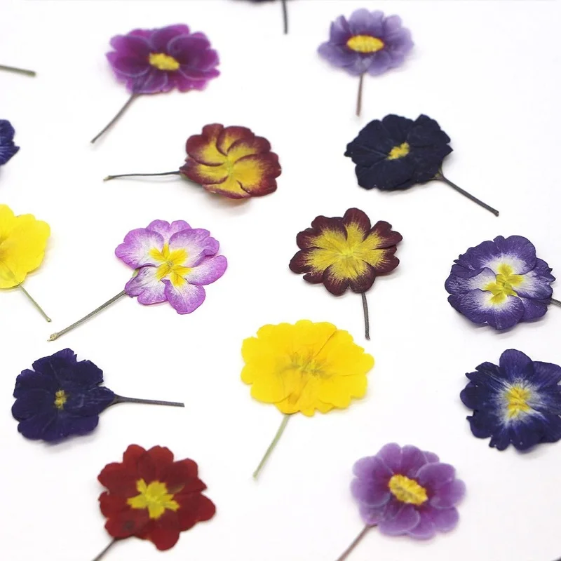 

60pcs Pressed Dried Primula vulgaris Hill Flower Herbarium For Resin Epoxy Jewelry Card Bookmark Frame Phone Case Makeup Lamp