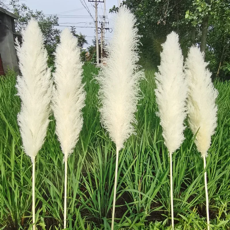 

80cm Large Pampas Grass Dried Natural Flowers Fluffy Wedding Supplies Props Home Marriage Decoration DIY Bouquet Gift Plants