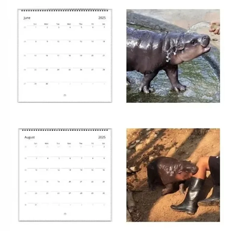 Hot 2025 Moodeng Calendar Pygmy Hippopotamus For Animal Lover 12 Monthly Planner