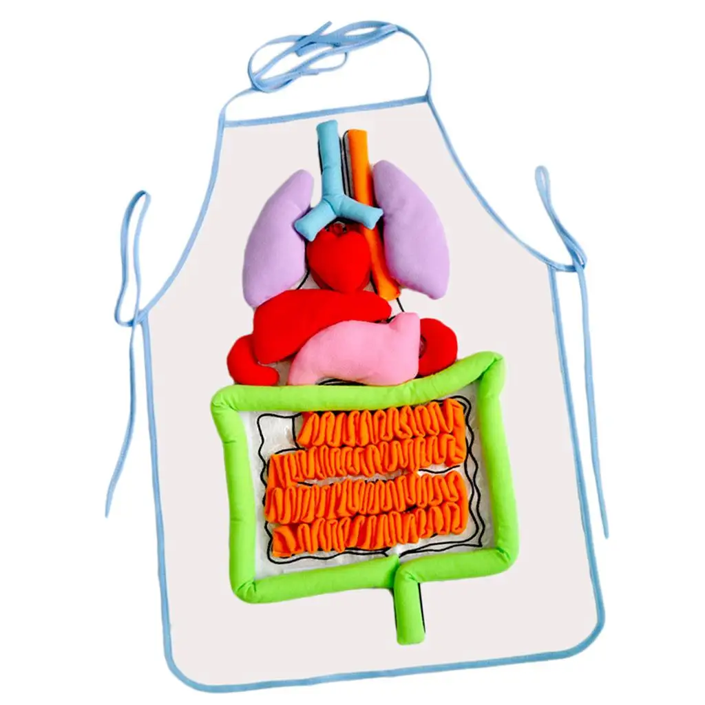 

Children's Body Apron Educational Toy Children's Human Organs Awareness Toys