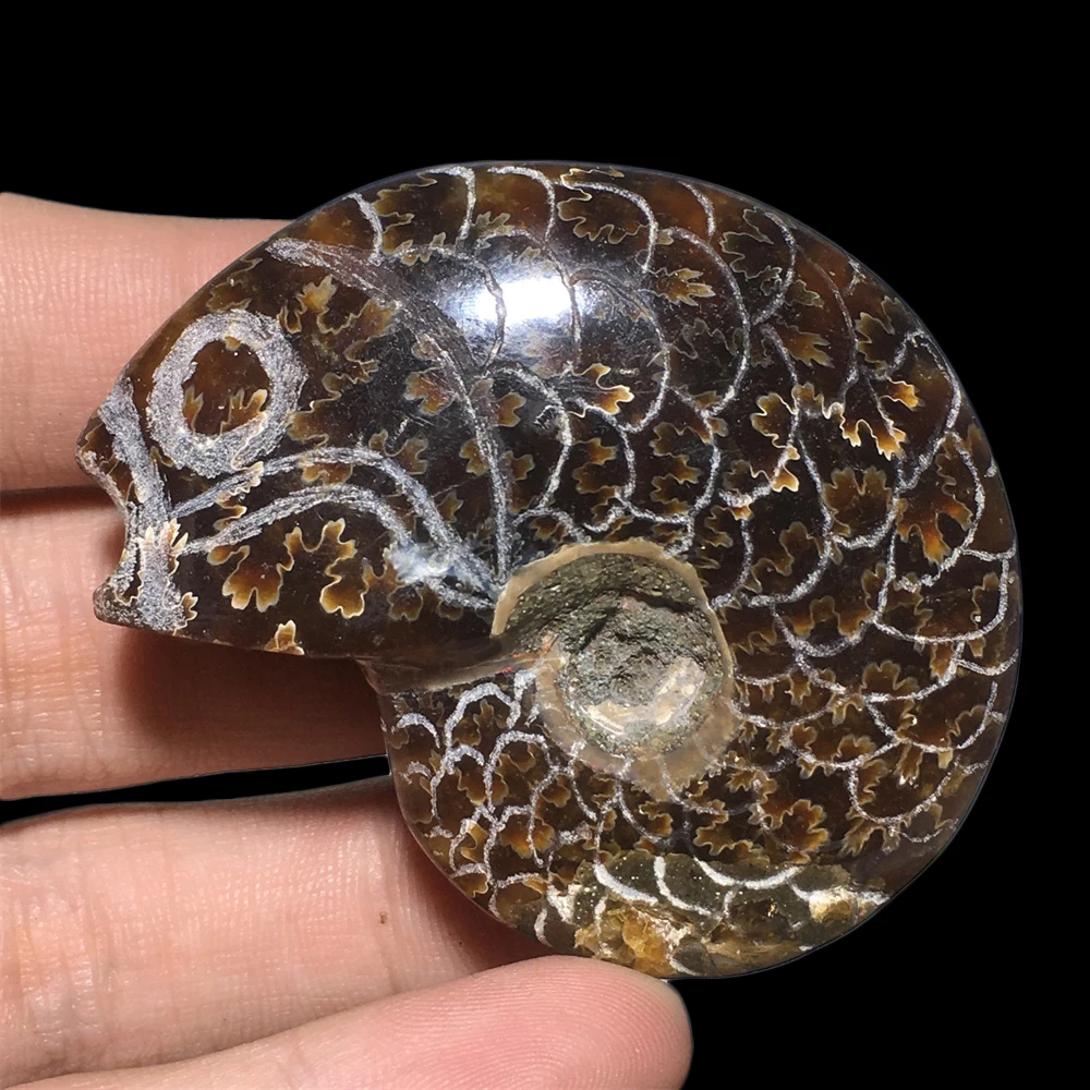 

Natural Fish Conch Fossil Quartz Crystal Fashion Artware Gem Mineral Stone Sample Reiki Energy Room Decoration Craft Collection