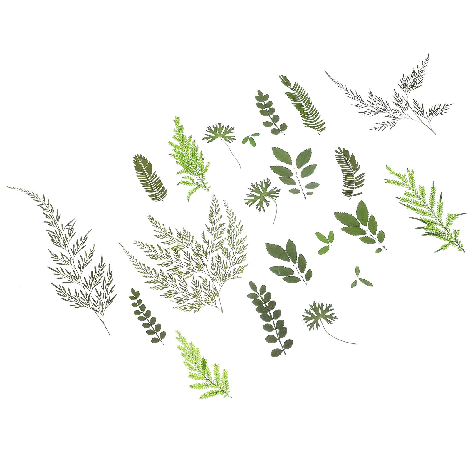 Сушеные цветы и листья с тиснением материалы ручной работы образцы растений