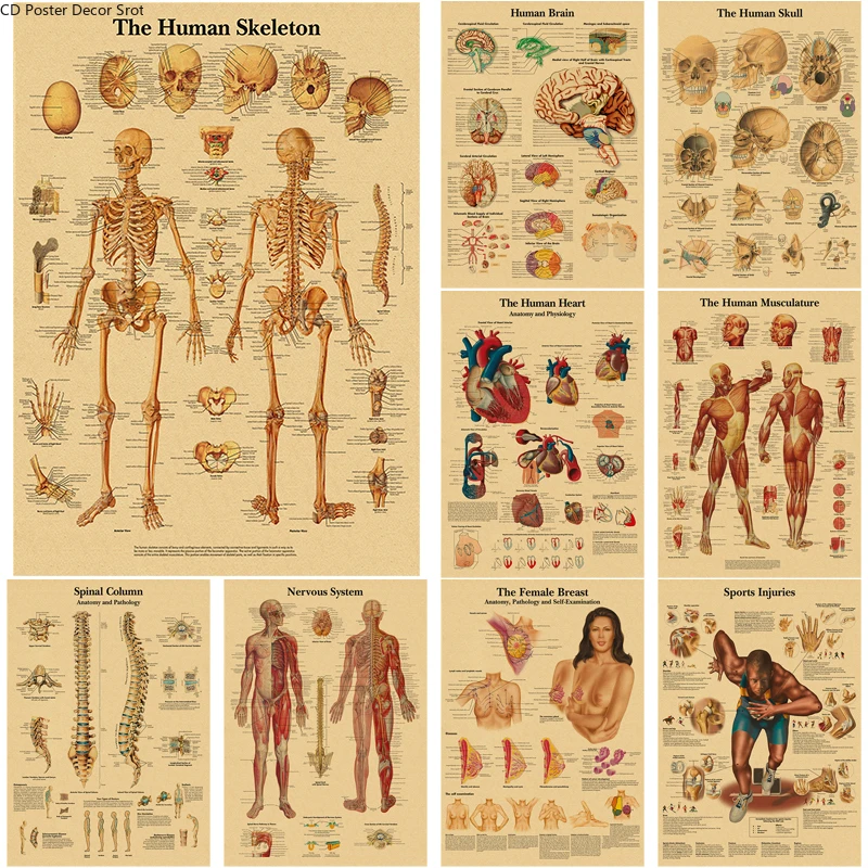 The Body Structure Retro Poster Anatomy and Physiology Kraft Paper Skeleton Posters Home Medical Room Decor Art Wall Painting