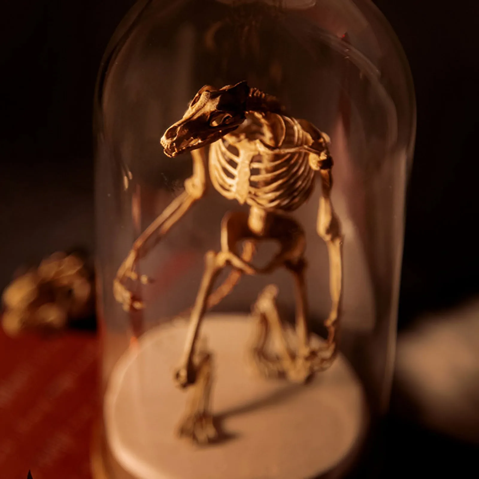 Таинственный Скелет из вэньдиго шкаф для любопытства модель ископаемого черепа