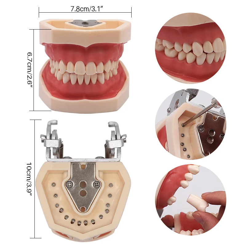 Зубная модель съемная тренировочная зубов зубной резинки и силиконовая маска