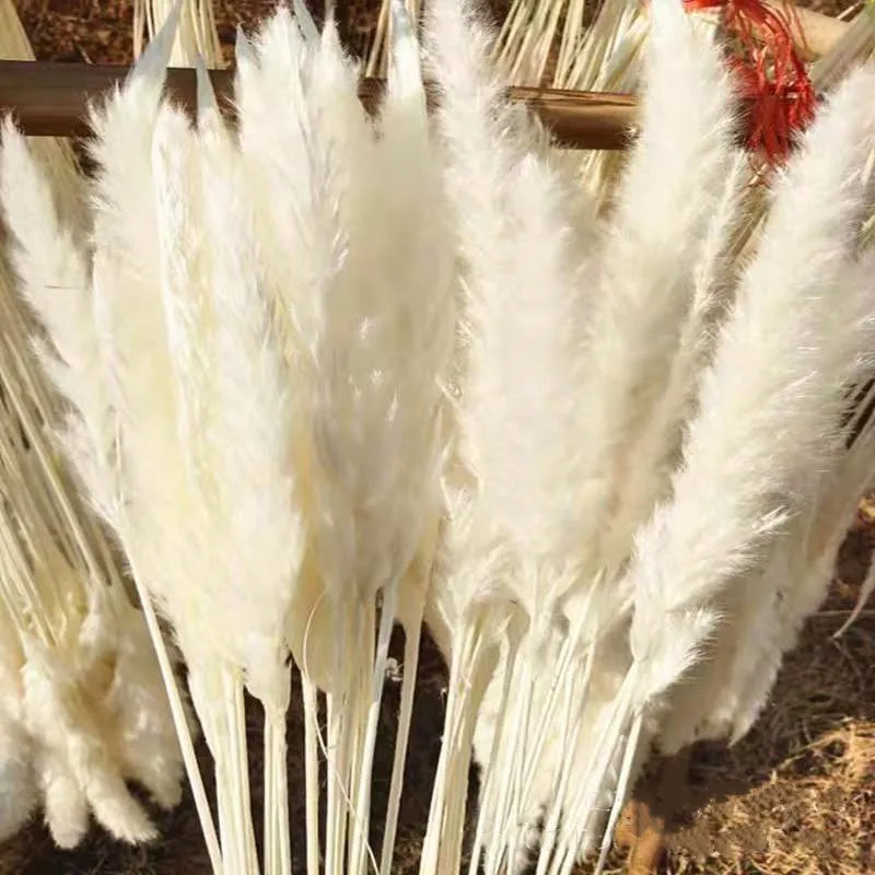 

15 Pieces Of Pampas Natural Pampas Grass Real Reed Bulb Bouquet Dry Flowers White Feathers Mother's Day Easter Decoration 2023
