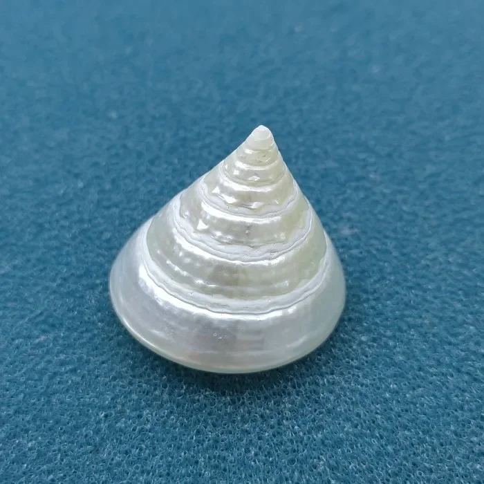 Натуральная сказочная раковина императора апельсиновая башня улитка Морская