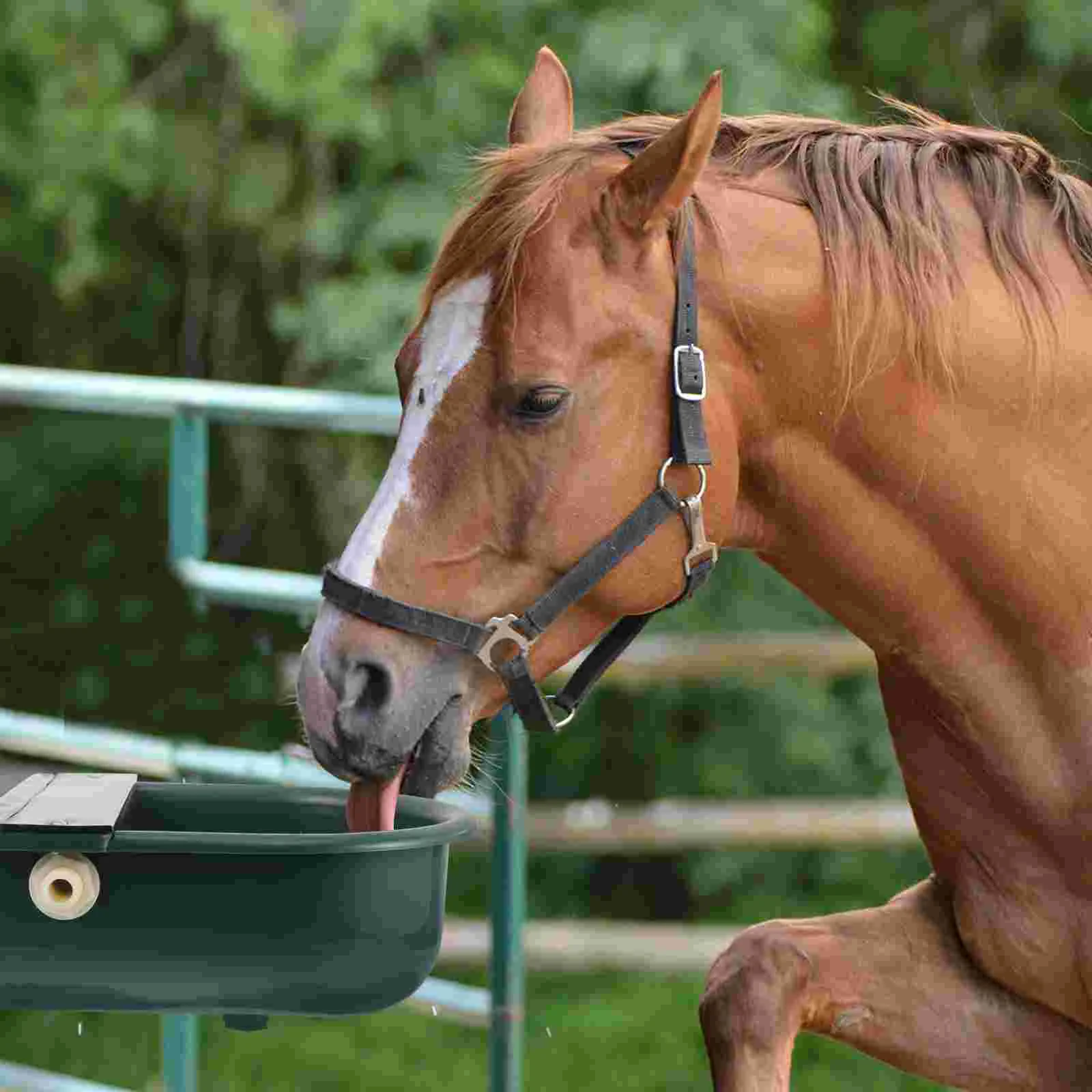 

Water Feeder Horse Cattle Drinker Animal Dispenser Auto Watering System Plastic Livestock Tool