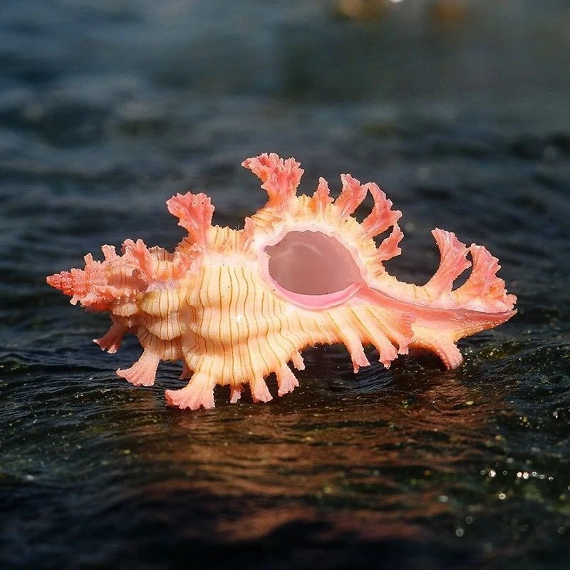 

Раковина улитки YQXH