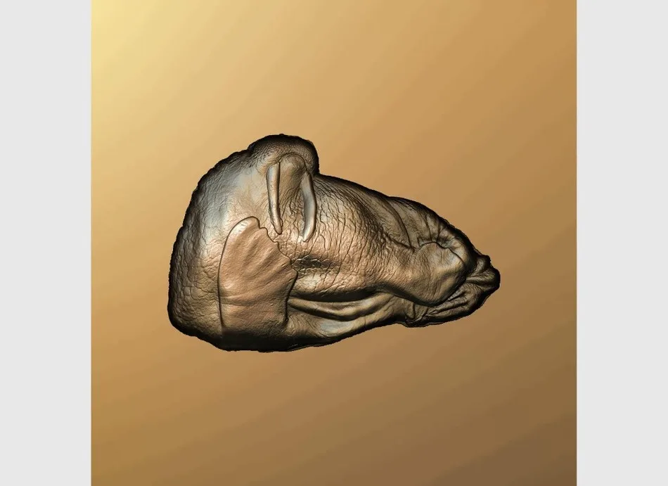 

3d model relief for cnc in STL file walrus
