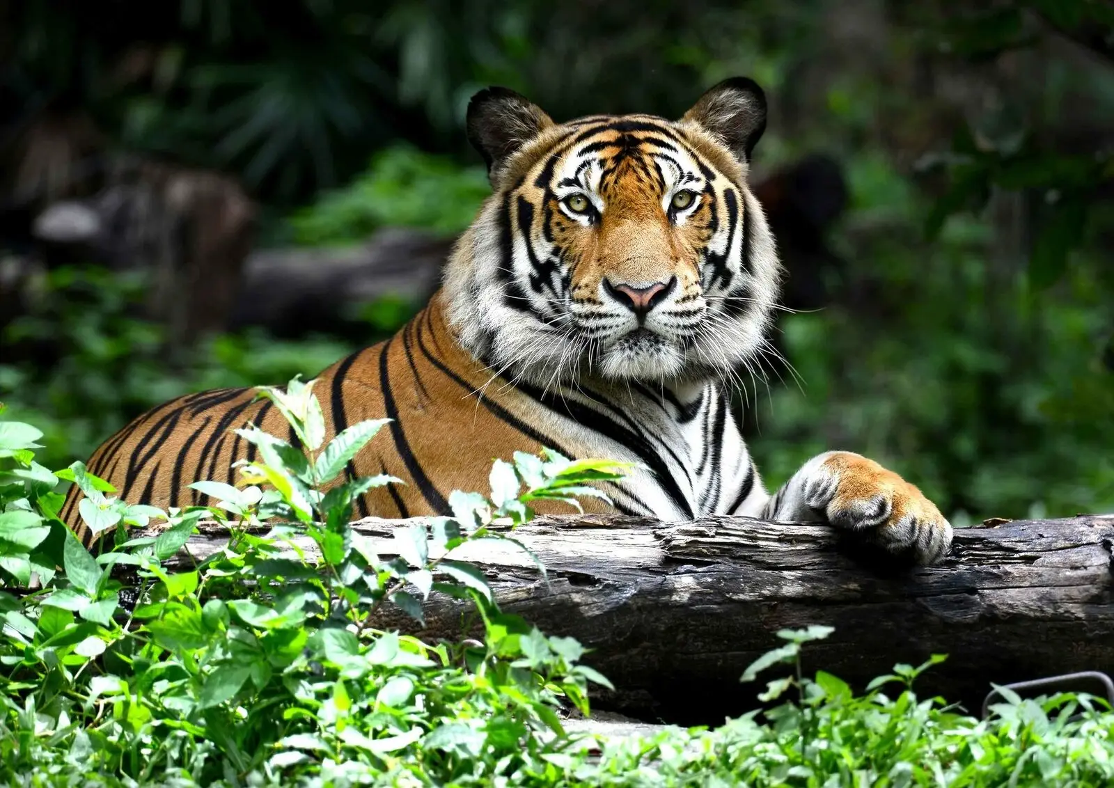 ДЖУНГЛИ ТИГР - Дикий Большой Кот Художественная Картина Печать Шелковый Плакат