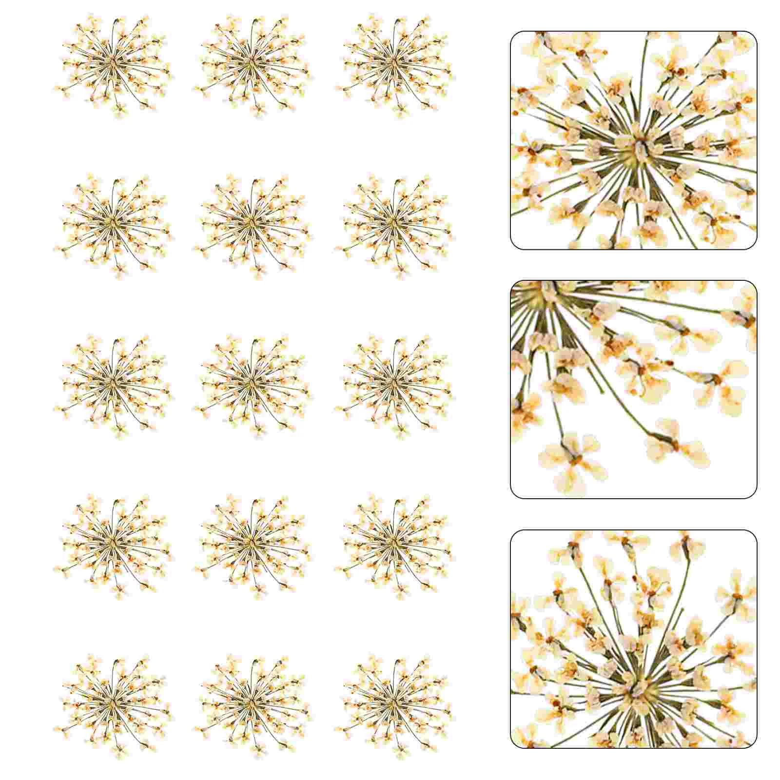 

48pcs Decorative Dried Flowers Natural Diy Pressed Flowers Diy Craft Dried Flowers