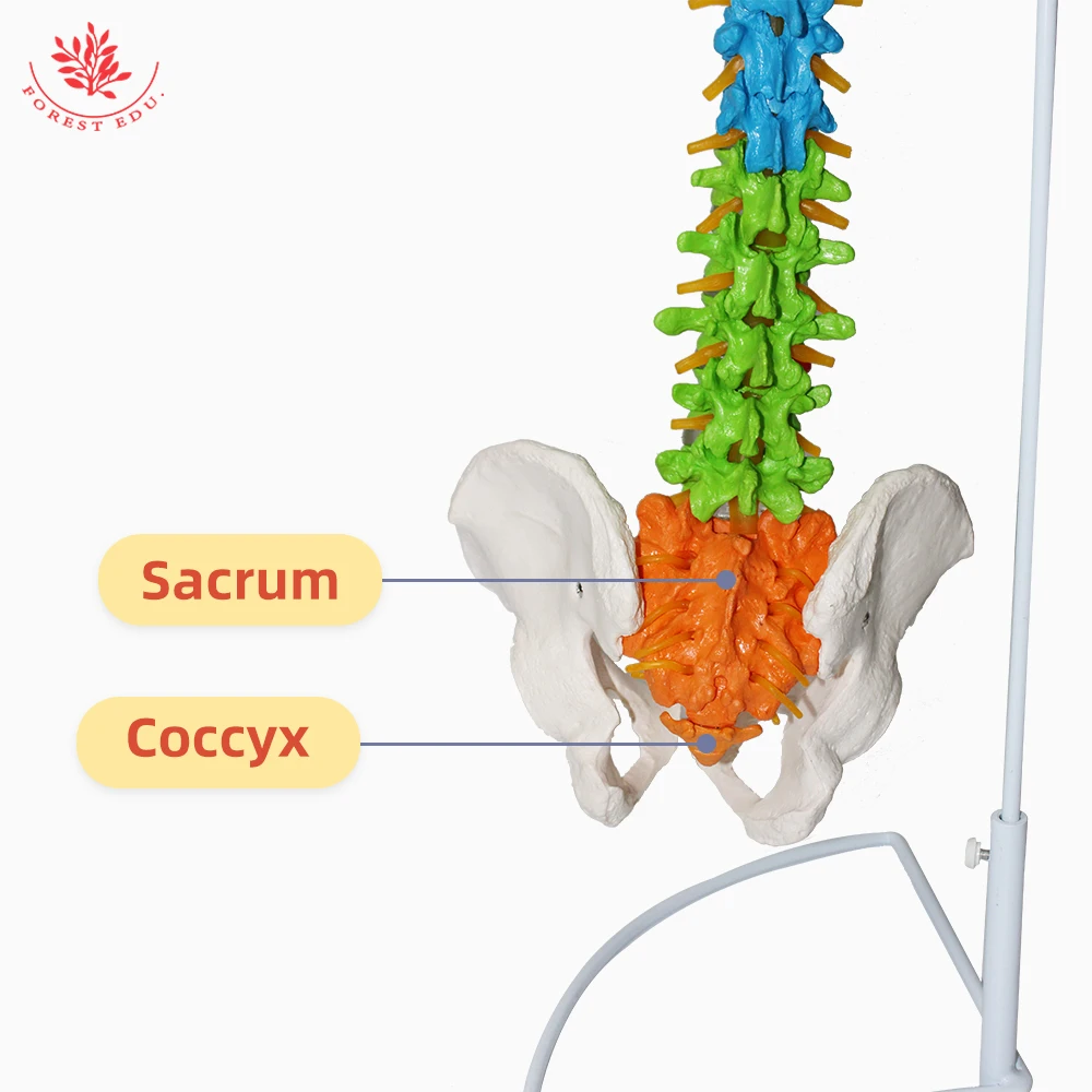 Модель анатомии человеческого гибкого позвоночника из ПВХ материала размером 85 см с различными цветами и двумя бедренными костями для обучения.