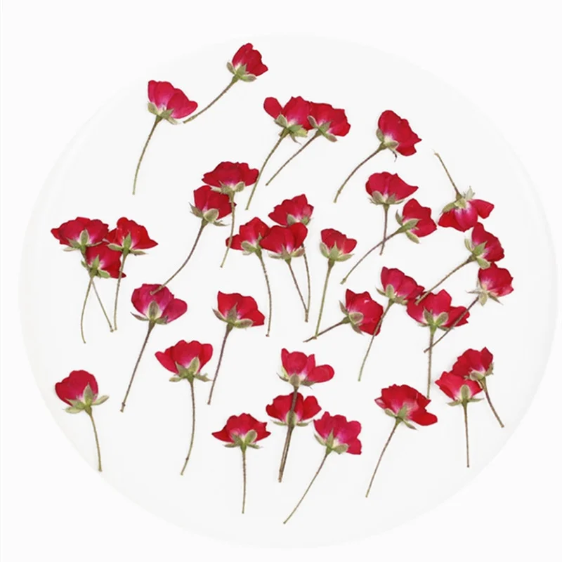 60Pcs Dried Flower Pressed Rose Plant Herbarium for Making Craft Diy Epoxy Resin Pendant Necklace Bookmark Postcard Accessories |