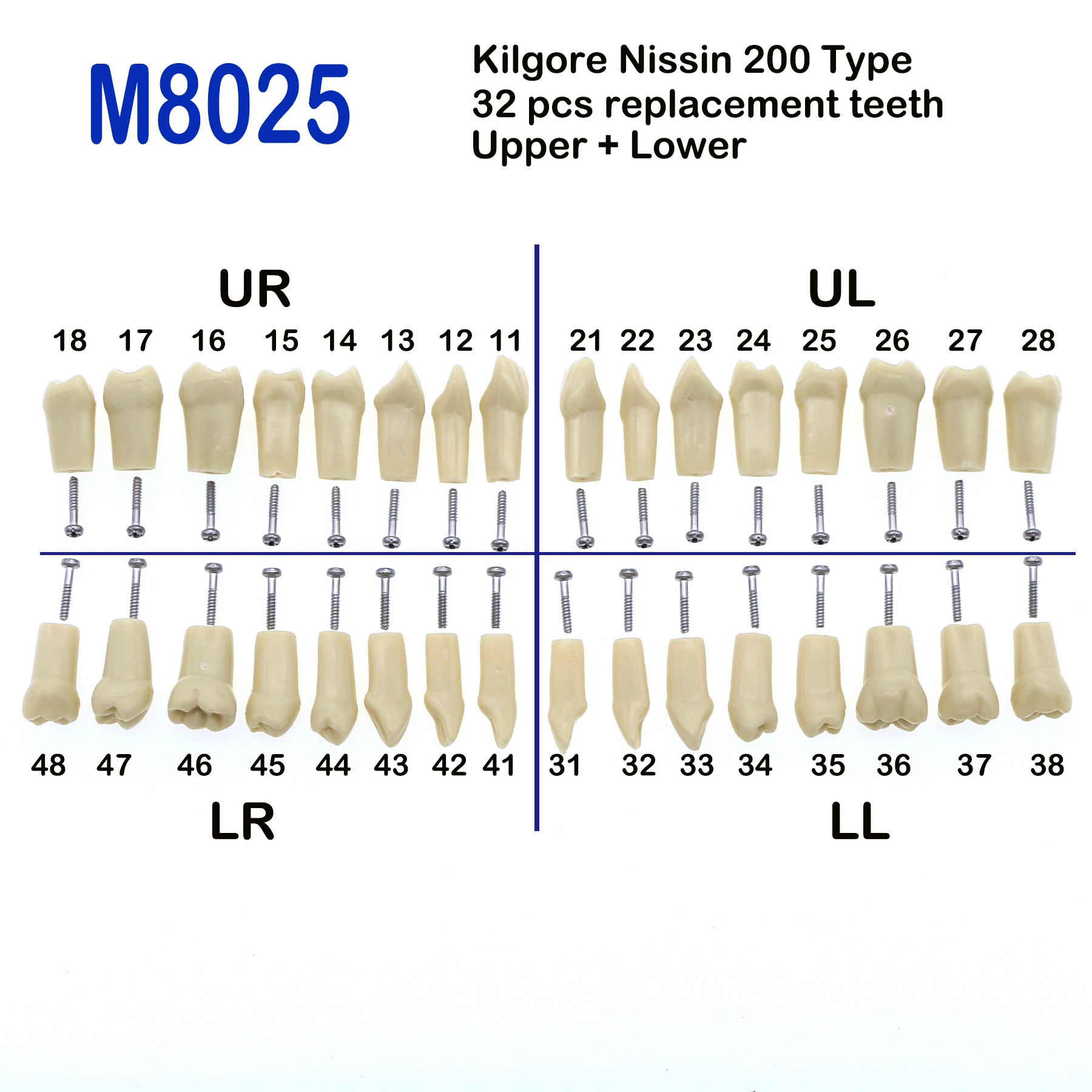 

Kilgore Nissin 200 Type Dental 32Pcs Removable Standard Practice Screw-in Replacement Teeth Model M8025 For Study Teach