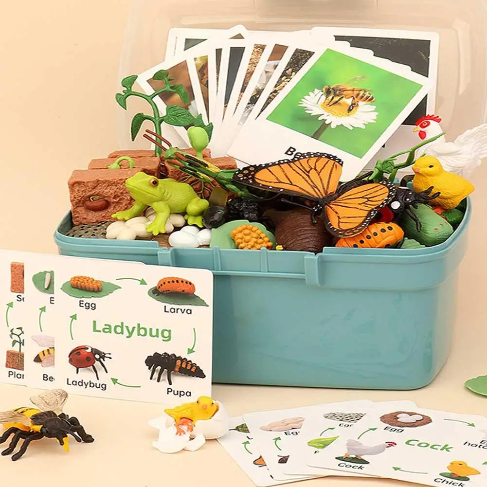 

Life Cycle Animal Plant Figurines Preschool Learning Activities Teaching Aid Educational Toys For Boys Girls Gifts