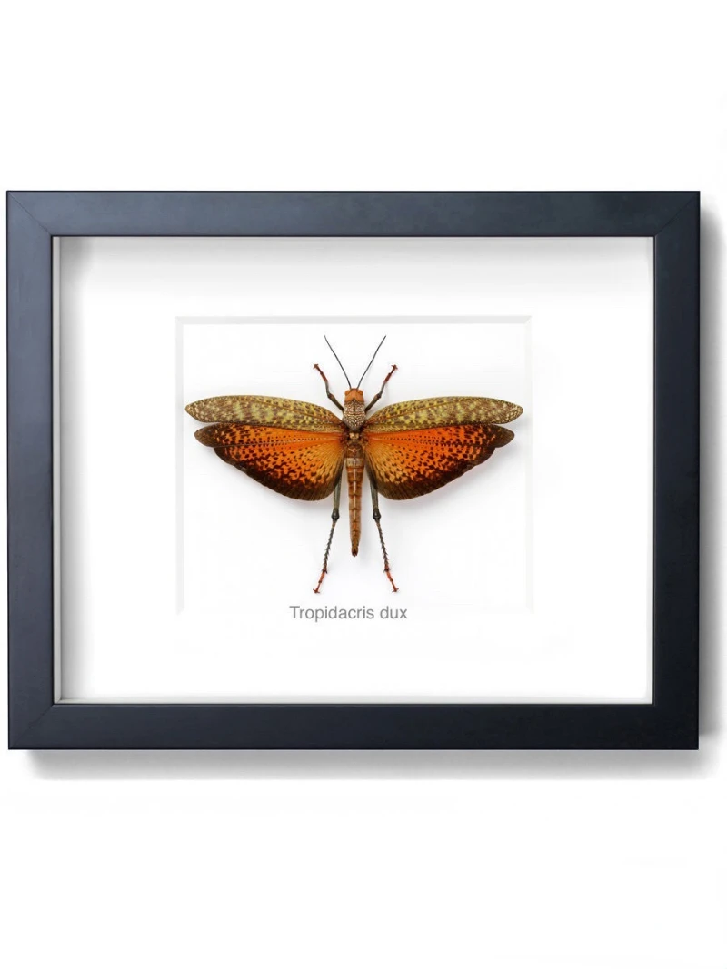 Тропидакрис Кристальный образец diy коллекция художественных изделий аксессуары