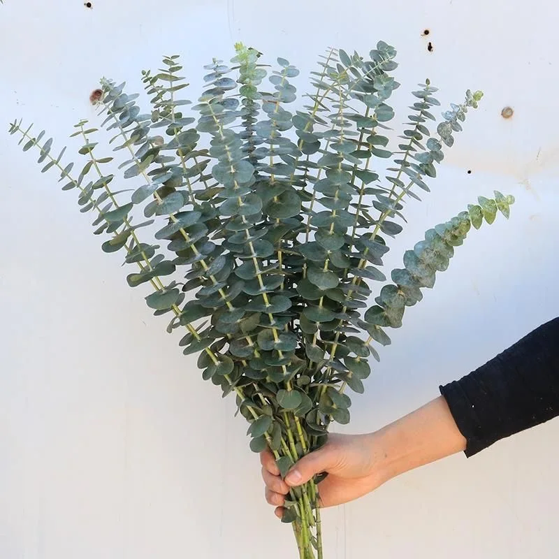 

12pcs Artificial Eucalyptus Leaves Decor Fake Green Branch Plant for Wedding Party Outdoor Home Garden Decoration Bouquet Wreath