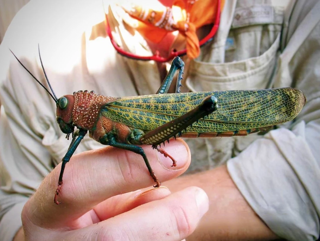 Тропидакрис Кристальный образец diy коллекция художественных изделий аксессуары