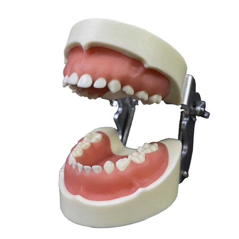 

Dental Teeth Care Model Study Analysis Demonstration Teeth Model Dental Tool