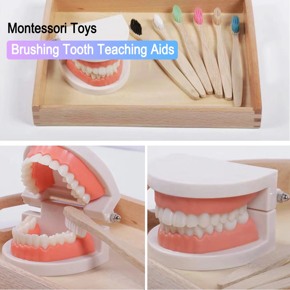 

Инструмент для обучения чистке зубов, игрушка для раннего обучения, Когнитивная безопасность для детского сада, Нетоксичная развивающая иг...