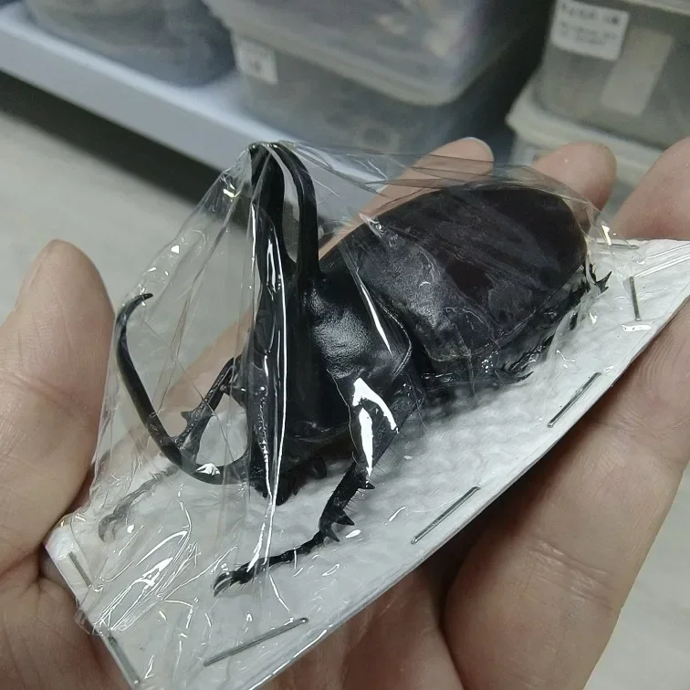 Образец насекомых настоящего жука Золотая черепаха Насекомые Жук