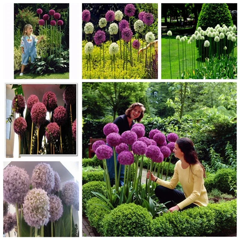 

Plant and flower decoration Allium Giganteum Onion hydrangea Dahlia