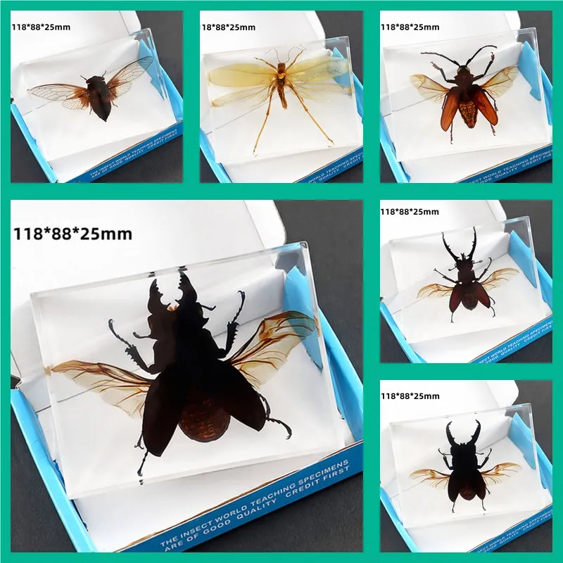 

Education Real Insect Specimens Animal Amber Seal Resin Ornaments Toys Longhorn Beetles Scarab Spiders Home Decore