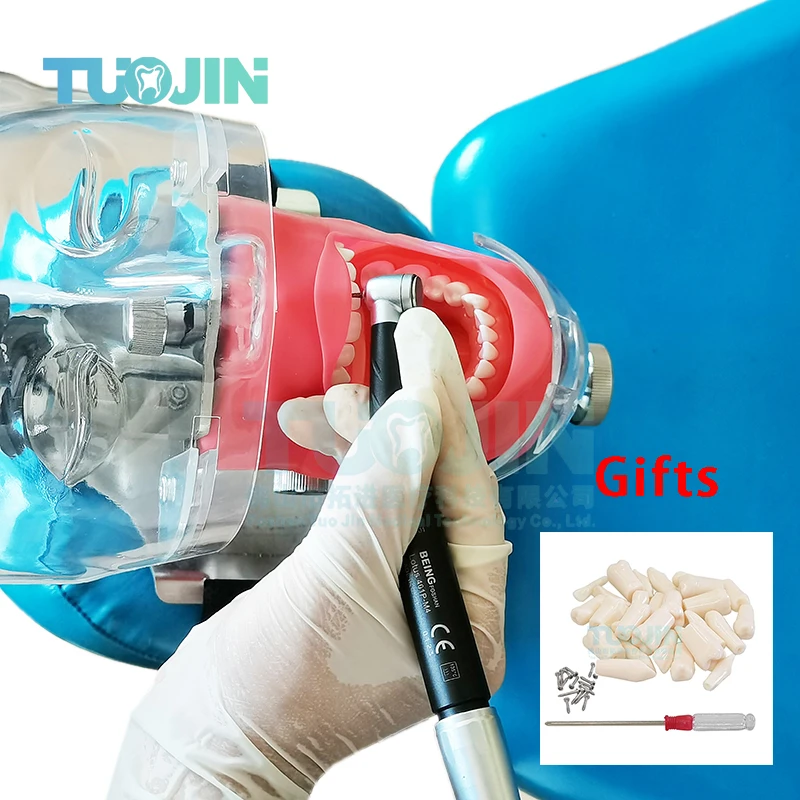 Стоматологическая лампа с зубами для обучения стоматологии модель стоматолога