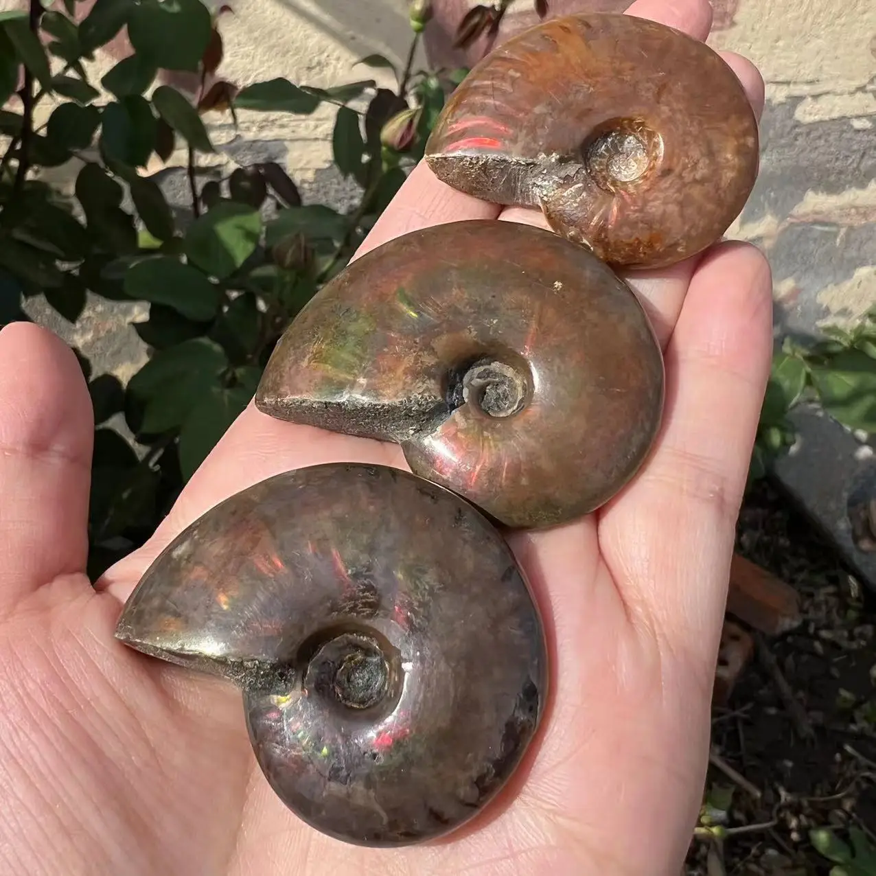 

Мадагаскарский амолитный винт, ископаемая формованная руда, коллекция образцов, цветные драгоценности, камни и кристалл, украшение фэн-шуй