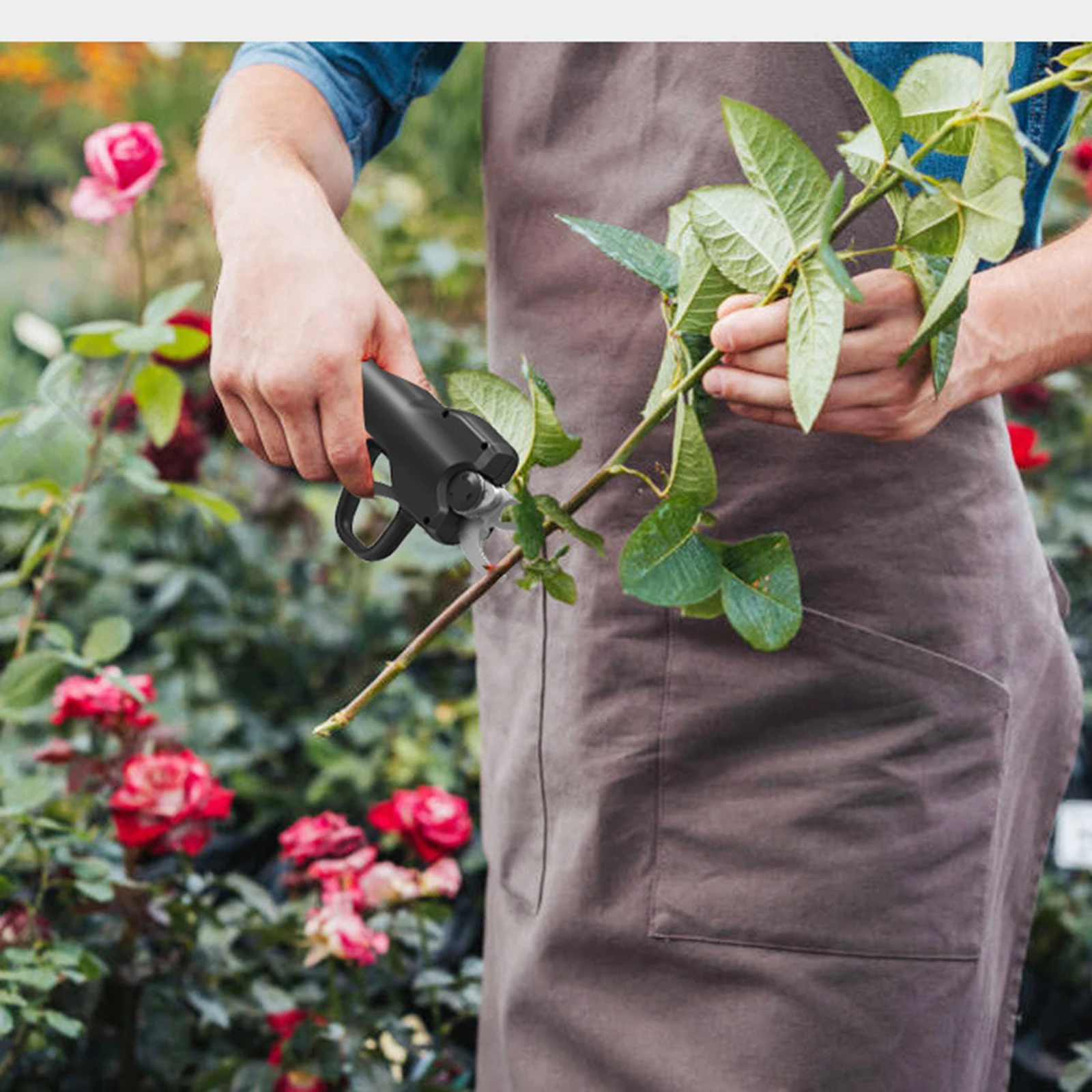 розы нельзя. розы нельзя. розы нельзя. розы нельзя. голландские розы фото и названия.