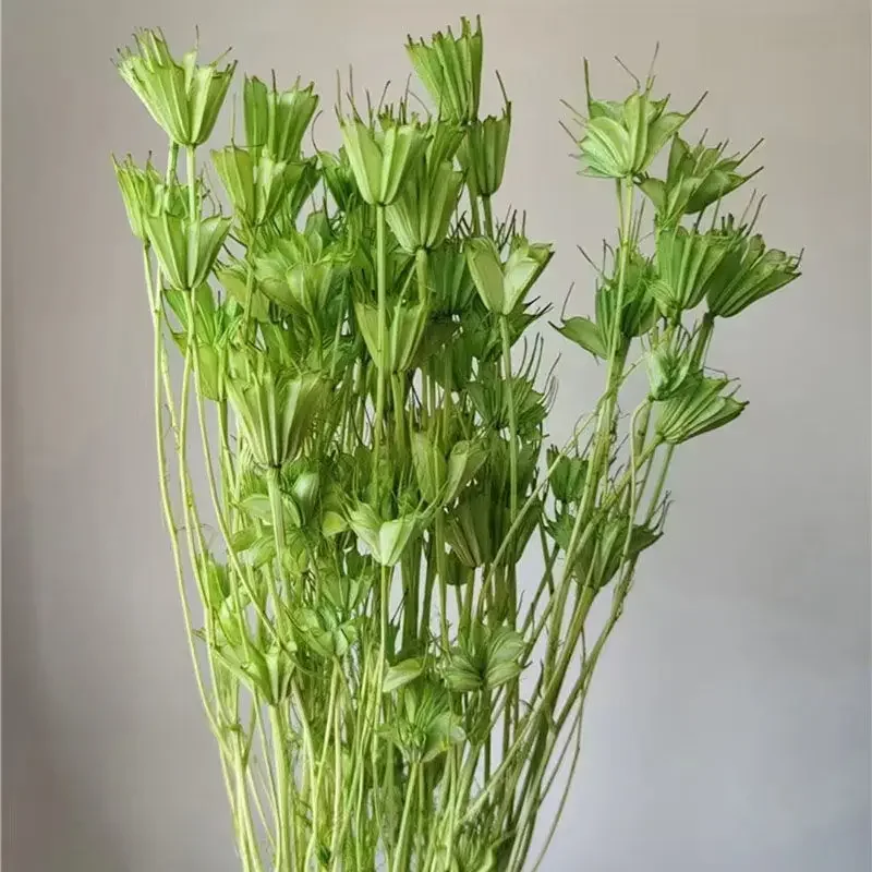 Очаровательный цветок аниса. Натуральные сушеные цветы: идеально подходят для