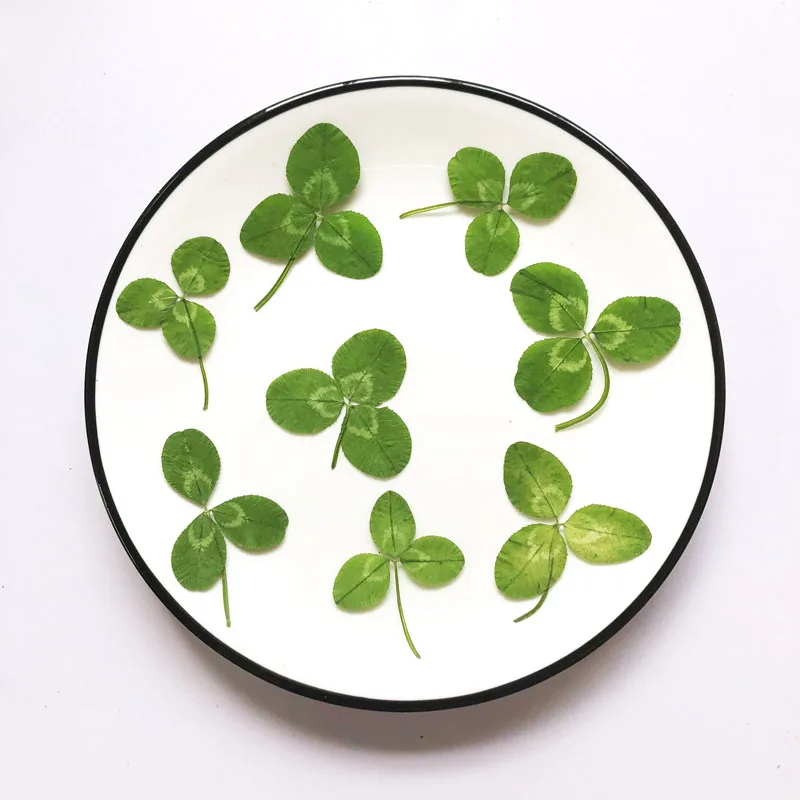 

Dcorations For Weddings Original Green Shamrock Dried Flower Petal Crafts Gift Card Decoration 120 Pcs