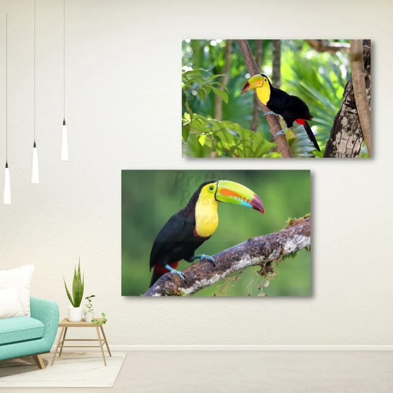 

2022 5D Toucan Diamond Painting Art Bright Lovely Birds South America Brazil Tropics Animals Protection Home Decor Novelties