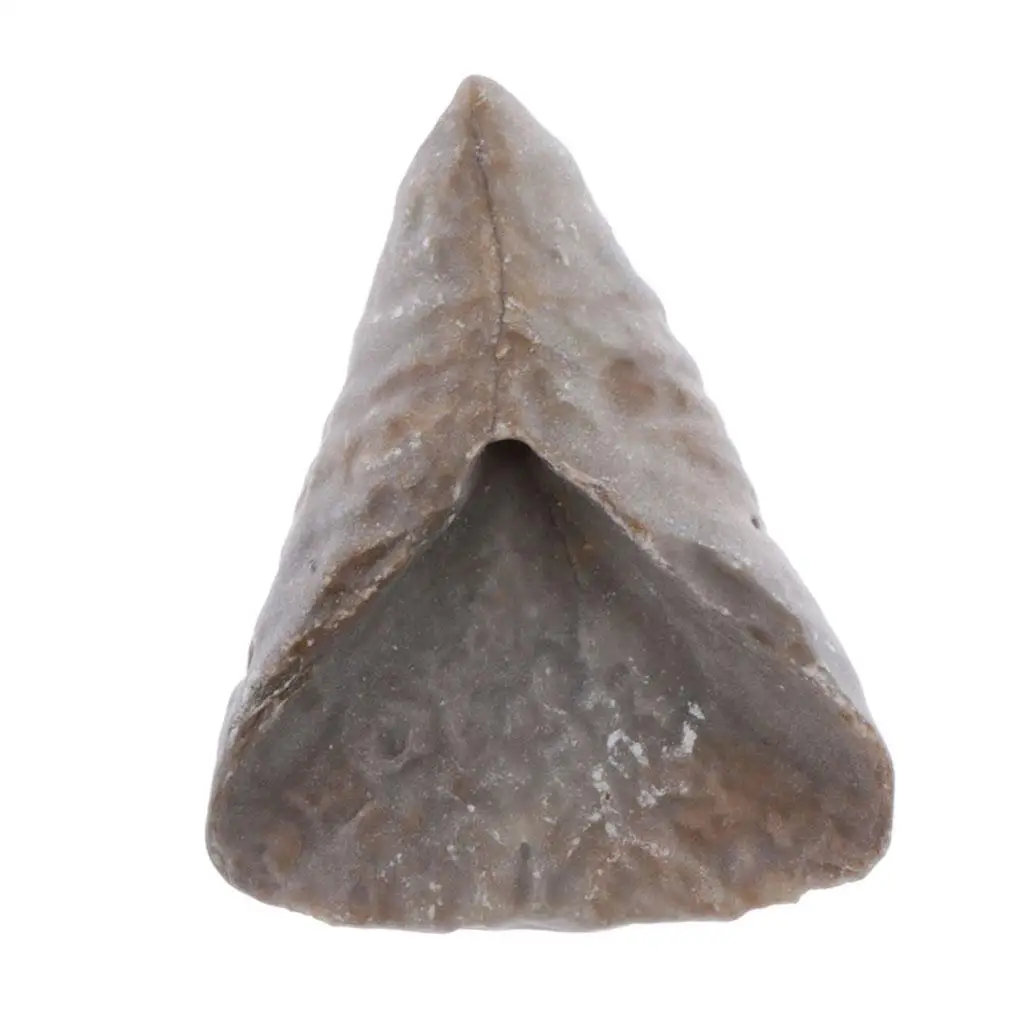 

Образовательные образцы Calceola, ископаемые кораллы, ископаемые кораллы