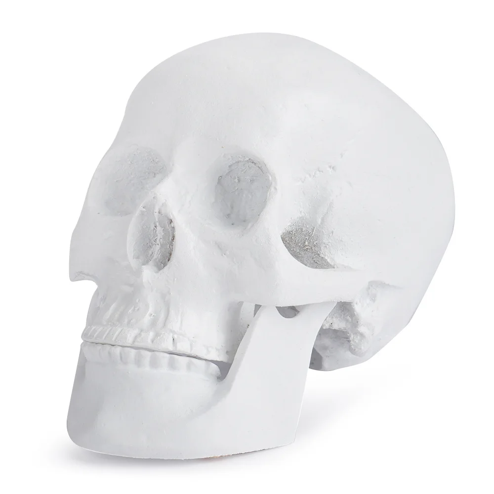 Medical Skull Art Sketch Resin Crafts Skull Props Medical Reference Model Resin Skull