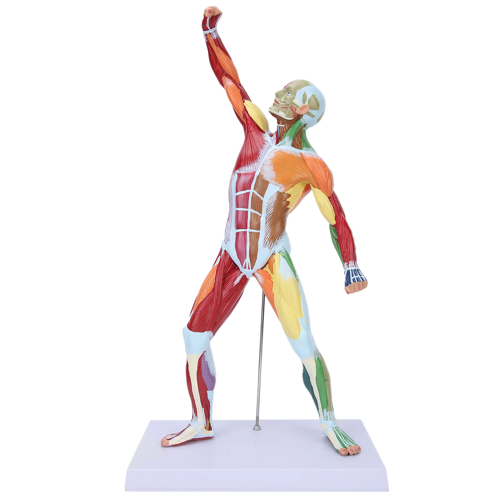 

50cm Multi‑Color Muscular System Model Human Muscles Model Body Muscle Structure Model