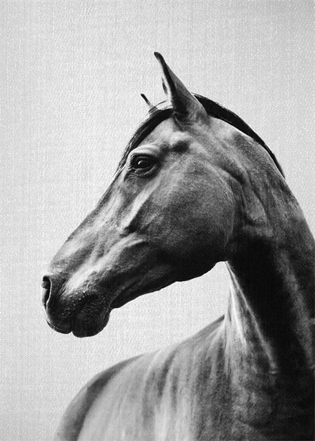 

Абстрактная картина с лошадьми на холсте