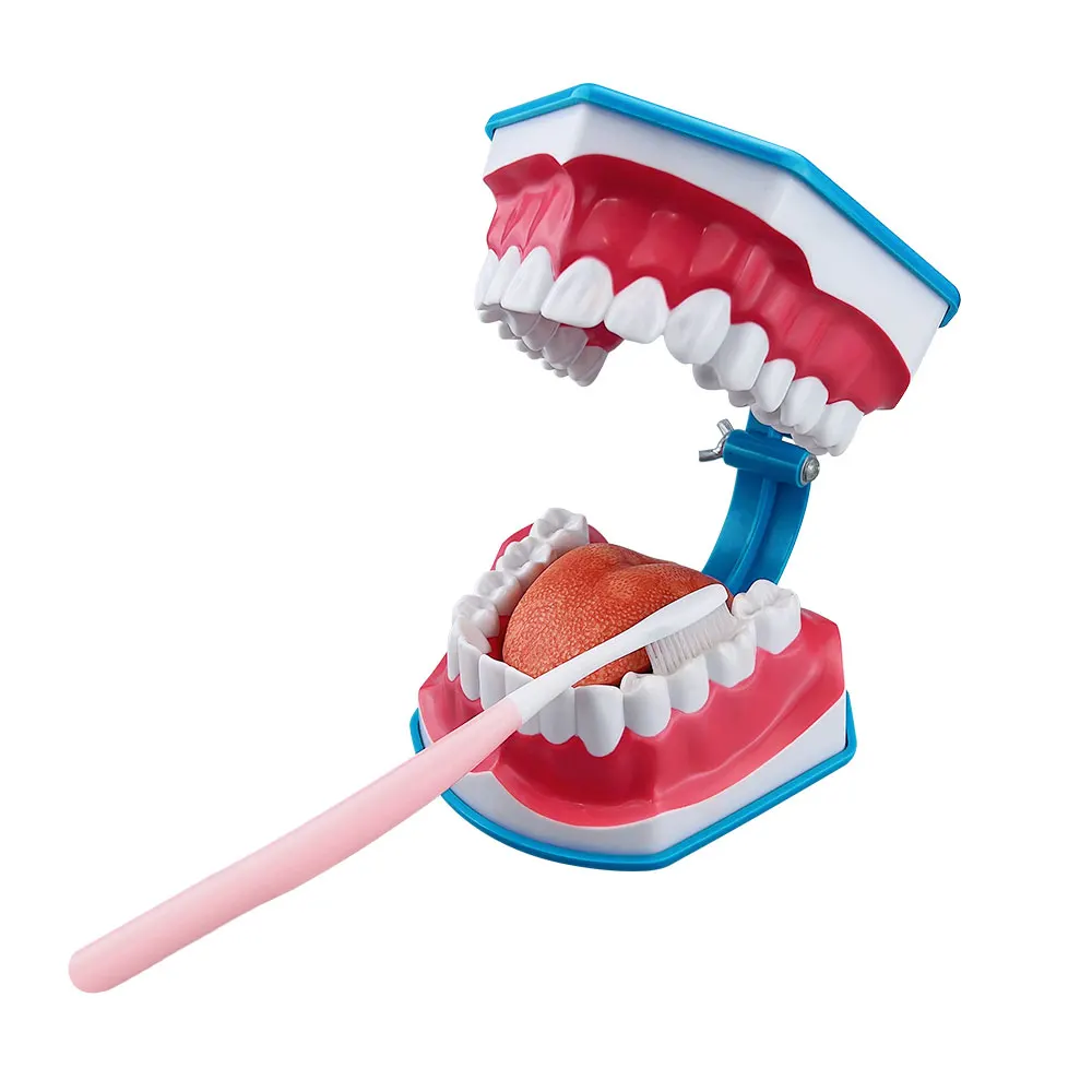 Стоматологическая модель стандартная обучающая для чистки зубов образование