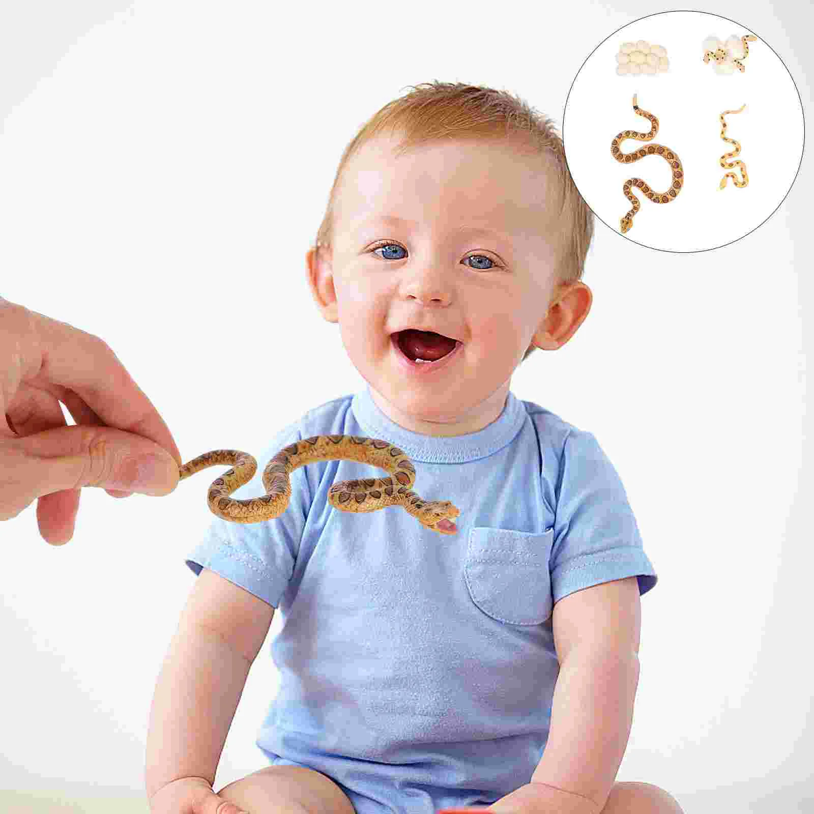 

Life Cycle Figures Insect Toys Amphibian Figurines Model Animals Figure Kids Mini Toys