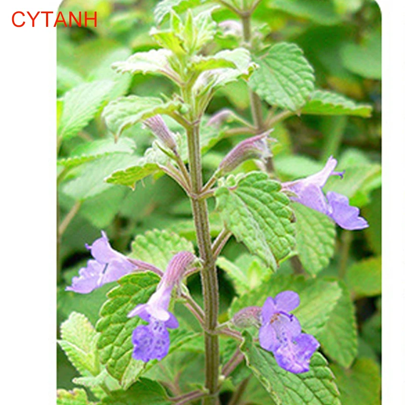

Catnip Natural Origin Direct Cat Mint Selling Pet Snack Filler Catmint Menthol Flavor Can Be Sprinkled on Toys and Catnip Toys