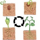 Модель процесса выращивания растений в животных, семена, твердый цикл выращивания сои, раннее образование, детская научная и образовательная игрушка WYW